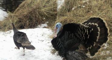 Jak chovat krůty v zimě?